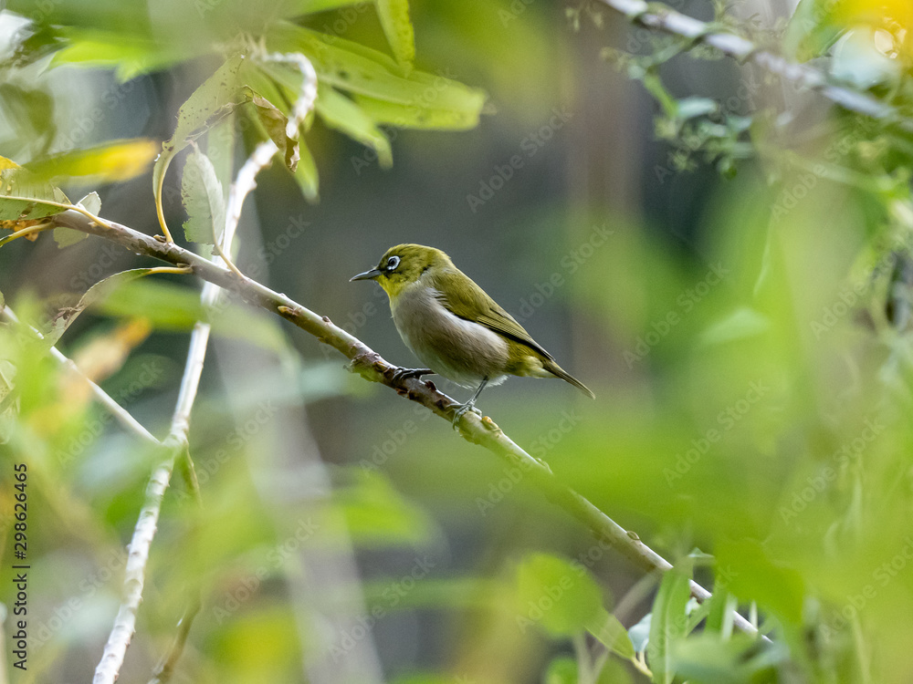 Obraz premium warbling mountain white-eye in Japanese tree 5