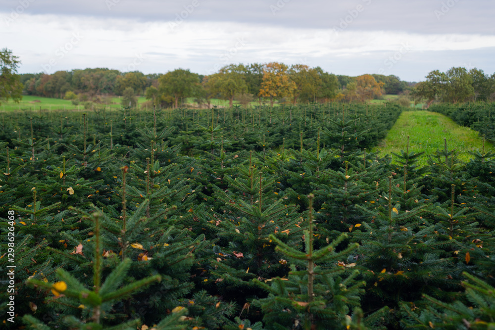 future christmas trees  grow row after row while autumn is in full bloom