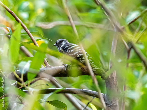 Japanese pygmy woodpecker in wetland brush 2 photo