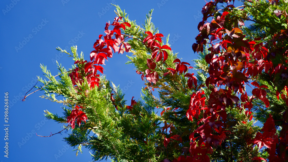 Autumn, leaves of various colors and their harmony Autumn, leaves of various colors and their harmony
