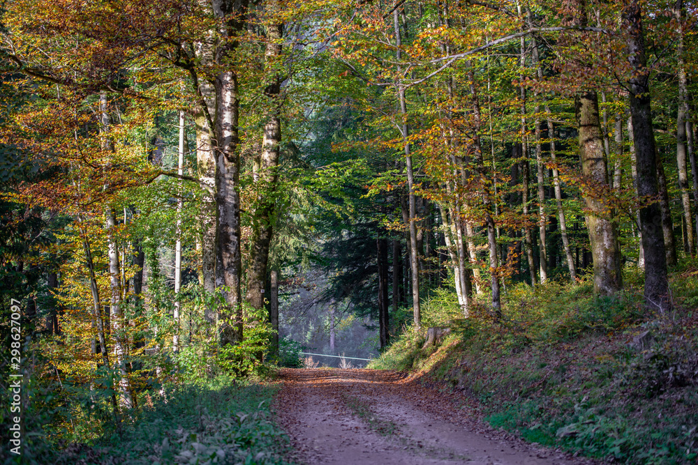 Naklejka premium Wald