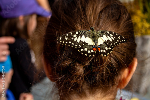 Schmettelting im Haar
