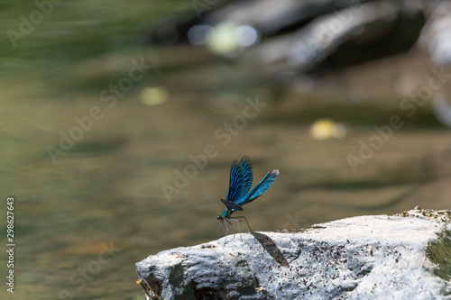 Blauflügelige Prachtlibelle