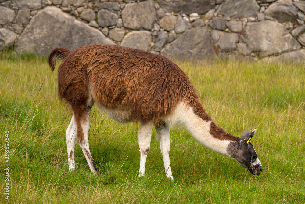 Alpaca is walking in Machu Picchu in Peru Alpaca is walking in Machu Picchu in Peru