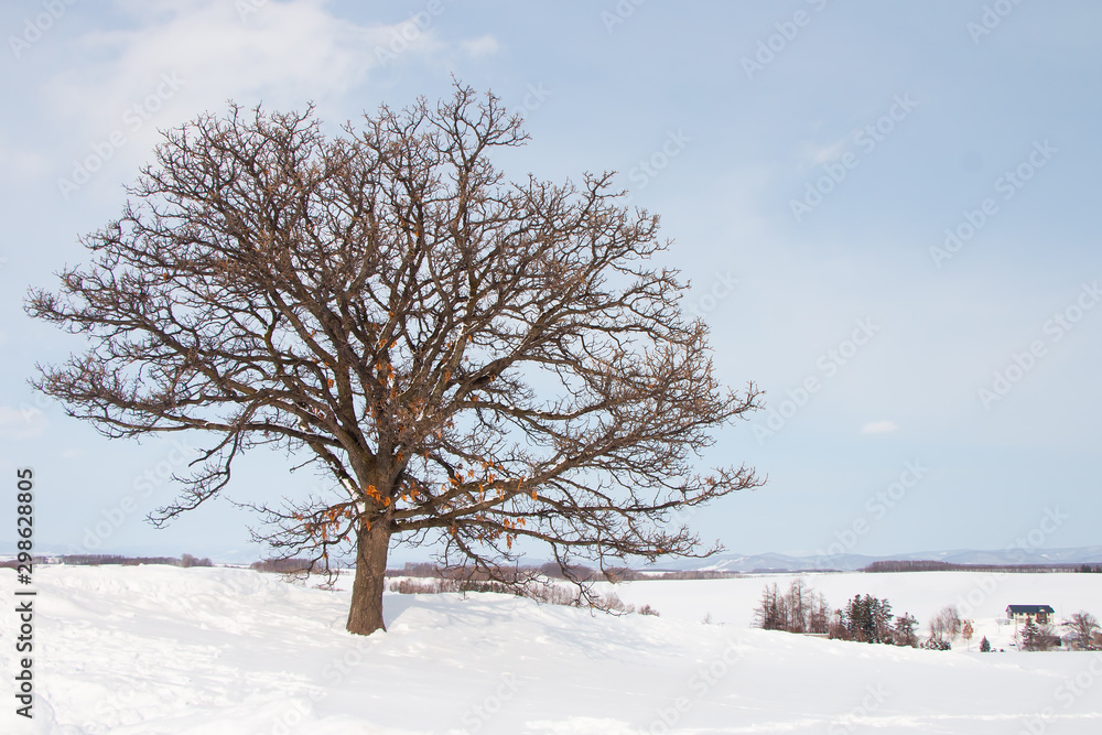 Landscape view of beautiful white winter scenery, tree and field covered with snow. One of the most tourist attraction in winter in Biei, Hokkaido, Japan Landscape view of beautiful white winter scenery, tree and field covered with snow. One of the most tourist attraction in winter in Biei, Hokkaido, Japan