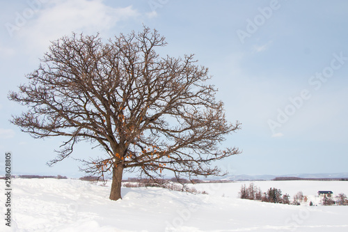 Landscape view of beautiful white winter scenery, tree and field covered with snow. One of the most tourist attraction in winter in Biei, Hokkaido, Japan