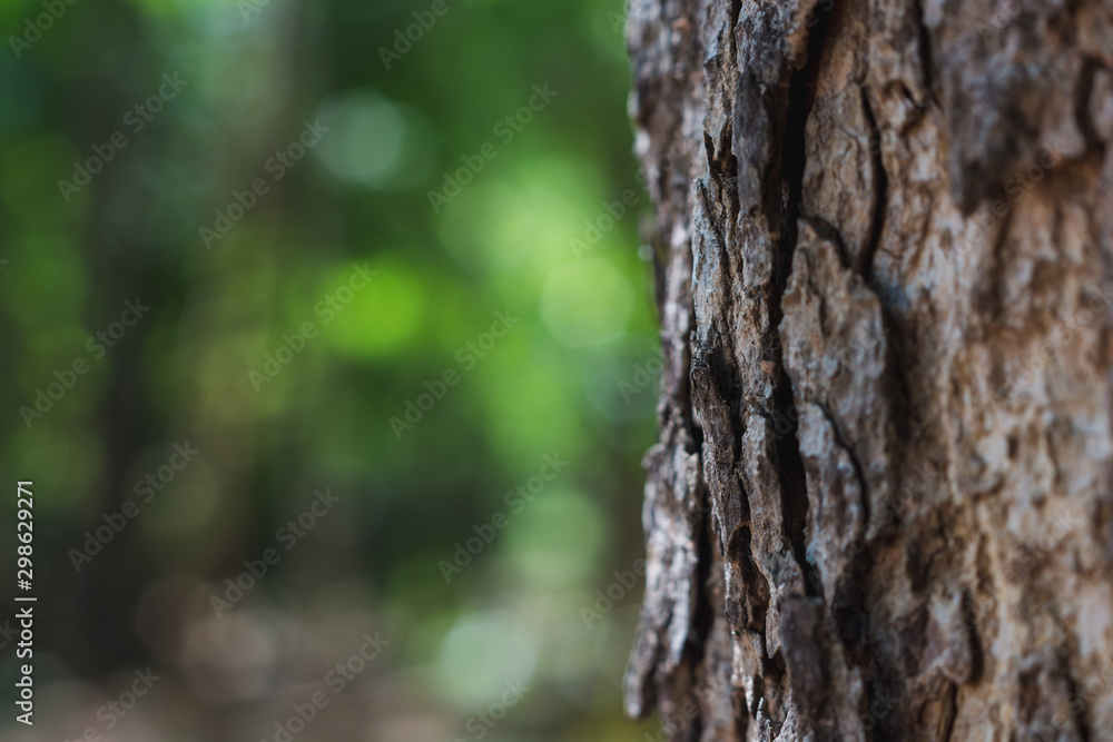 bark of a tree bark of a tree