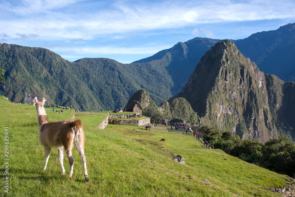 Alpaca is walking in Machu Picchu in Peru