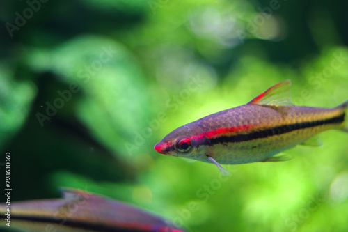 Bokeh portrait of a small multi-colored close-up fish with a blurry bright green background on the background of the flora and fauna of the ocean. Design for advertising diving