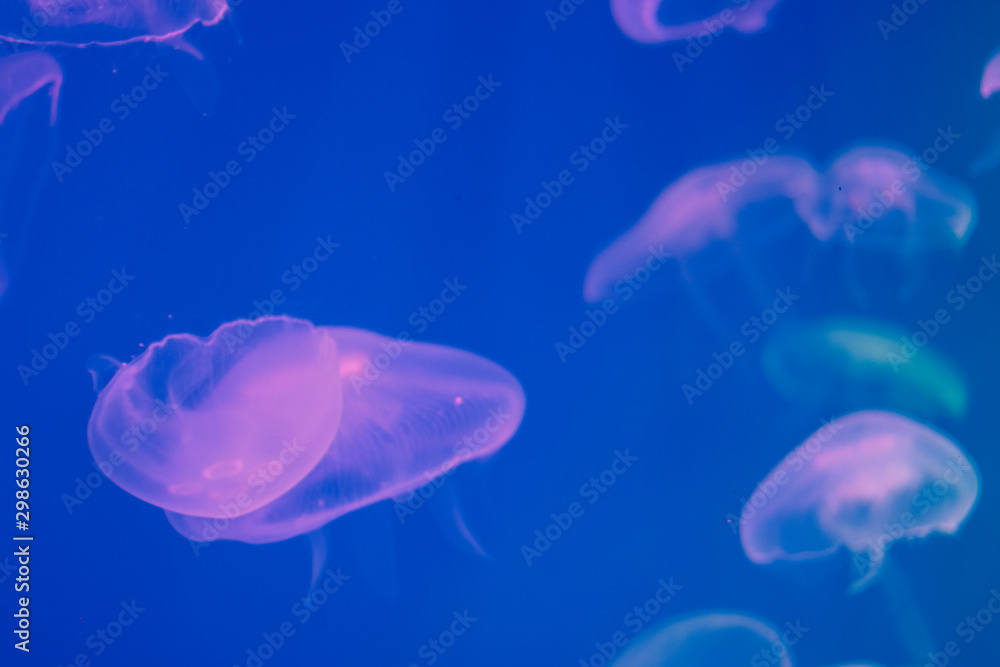 Naklejka premium Several jellyfish in blue backlight in the aquarium. Transparent jellyfish on a blue background. Free space for text