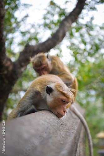 épouillage de singe au temple d'Or de Dambulla, Sri Lanka