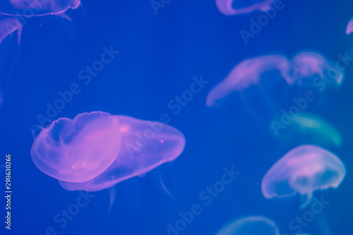 Several jellyfish in blue backlight in the aquarium. Transparent jellyfish on a blue background. Free space for text