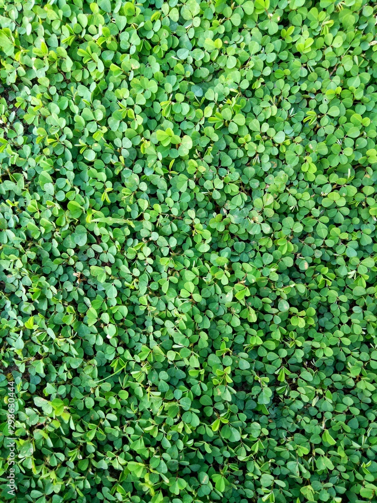 Green grass floor Green grass floor