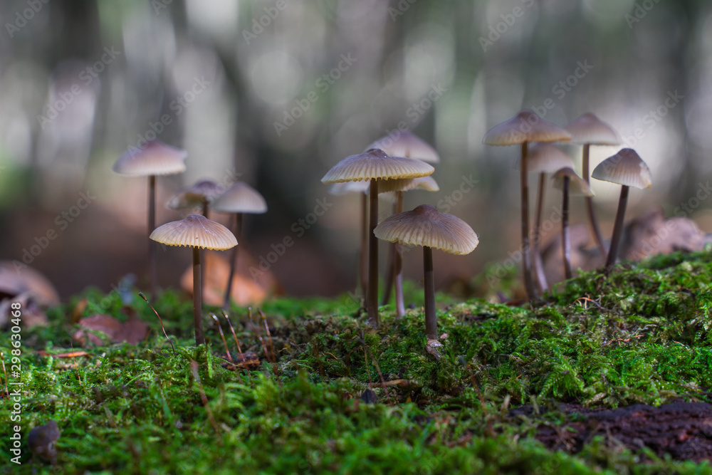 Some small mushrooms grow on a decayed tree trunk in october. Some small mushrooms grow on a decayed tree trunk in october.