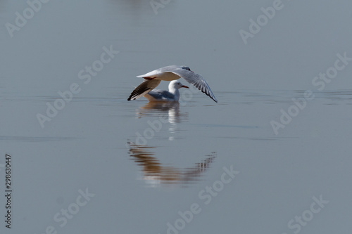 Sterna nelle saline di Cervia