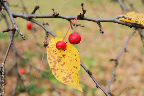 Ripe fruits of wild berry apple tree (Malus baccata) on a branch in autumn, macro photo.