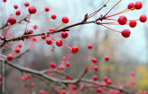 Ripe fruits of wild berry apple tree (Malus baccata) on a branch in autumn, macro photo.