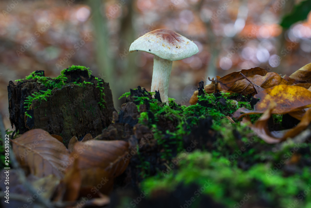 A small mushroom grows on a tree stump in the autumnal forest. A small mushroom grows on a tree stump in the autumnal forest.