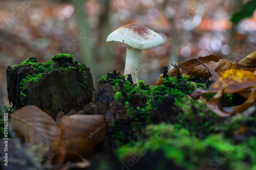 A small mushroom grows on a tree stump in the autumnal forest.