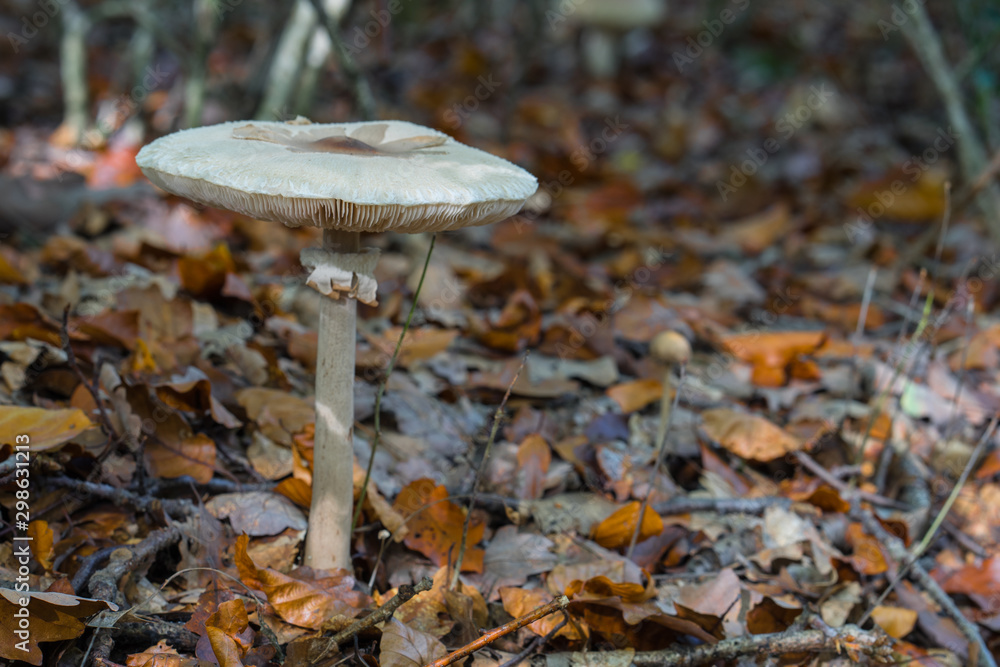 Fototapeta premium A mushroom with a flat cap in autumn leaves on the forest floor.