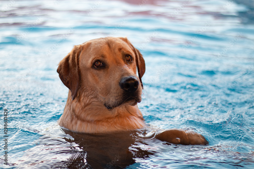 Funny labrador dog in the swimming pool Funny labrador dog in the swimming pool