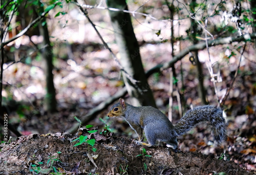 Grey Squirrel on Perch in the Forest