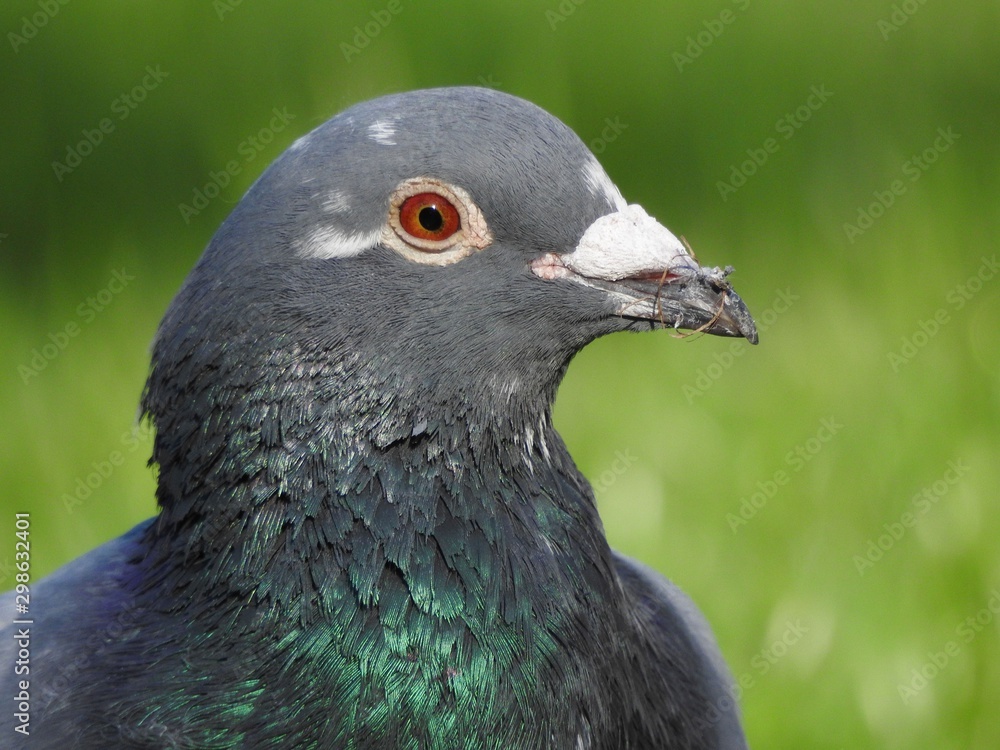 Taube, Vogel, Tier, Geflügel, Portrait, Gesicht, Schnabel, Gefieder, Natur, Park, wild lebend, Kopf, grau Taube, Vogel, Tier, Geflügel, Portrait, Gesicht, Schnabel, Gefieder, Natur, Park, wild lebend, Kopf, grau