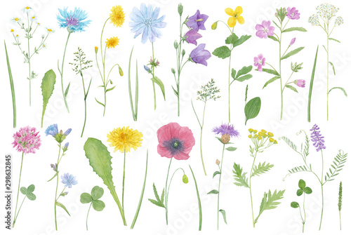 Meadow flowers. Big set with wildflowers, medicinal plants, field herbs. Watercolor hand drawn botanical illustrations isolated on white background © Lelakordrawings