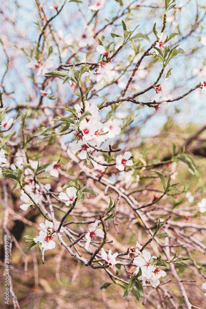 Beautiful almond tree flowers on a branch in the tree with blue sky behind Beautiful almond tree flowers on a branch in the tree with blue sky behind