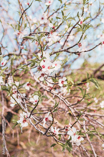 Beautiful almond tree flowers on a branch in the tree with blue sky behind