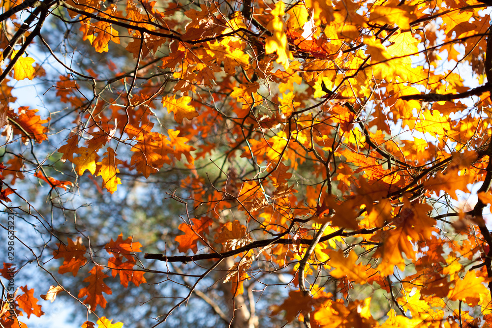 Background of colored autumn leaves. Background of colored autumn leaves.
