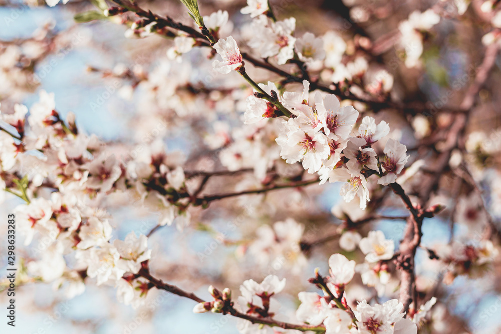 Beautiful almond tree flowers on a branch in the tree with blue sky behind Beautiful almond tree flowers on a branch in the tree with blue sky behind