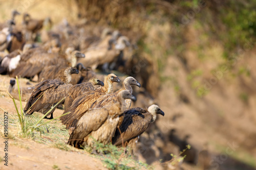 A white-backed vulture (Gyps africanus) sitting on the edge of a river. African vultures waiting for prey.