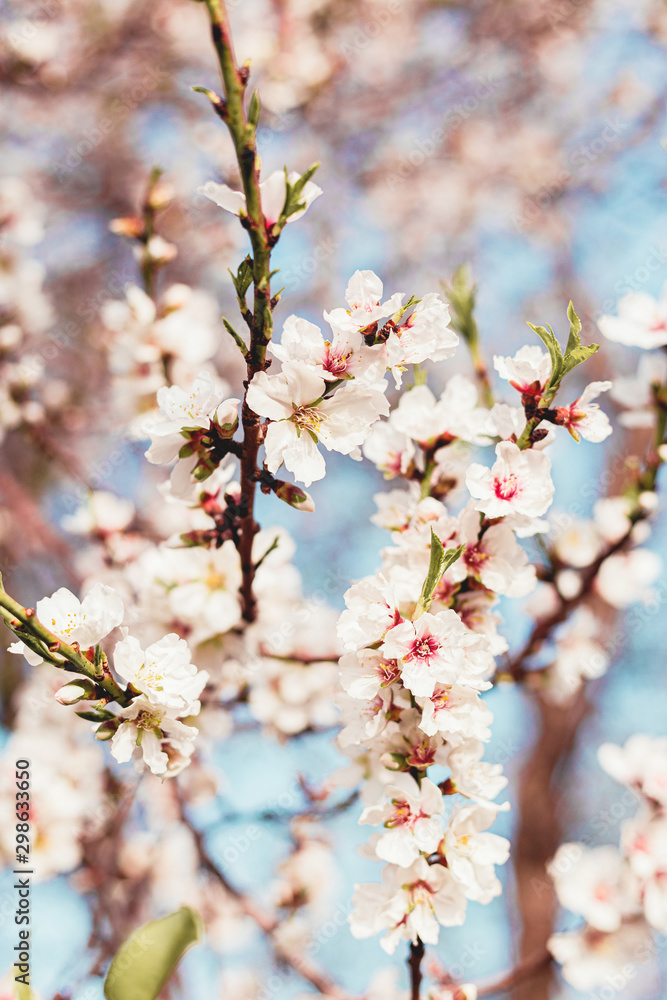 Naklejka premium Beautiful almond tree flowers on a branch in the tree with blue sky behind