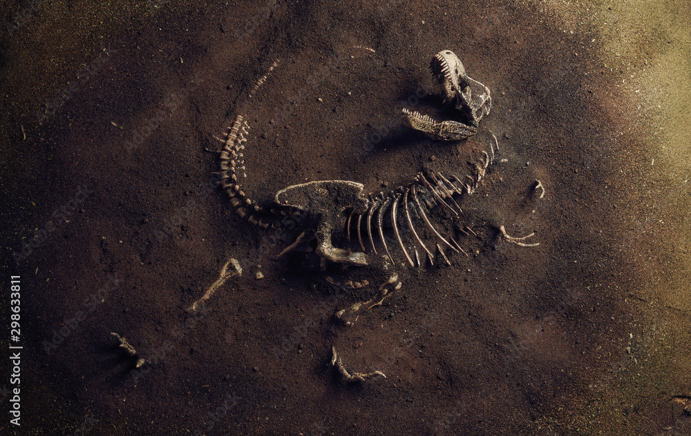 Obraz premium Skamielina dinozaura (Tyrannosaurus Rex) znaleziona przez archeologów