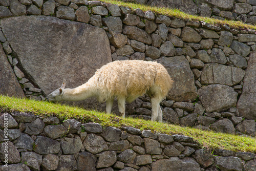 Alpaca is walking in Machu Picchu in Peru © Юлия Серова