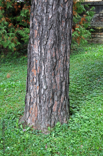 Wallpaper Mural Pinus sylvestris, plants and flowers by the end of summer,Zagreb, Croatia, Europe Torontodigital.ca