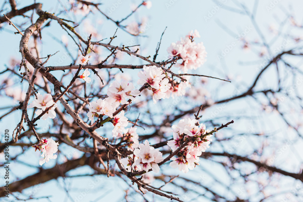 Beautiful almond tree flowers on a branch in the tree with blue sky behind Beautiful almond tree flowers on a branch in the tree with blue sky behind