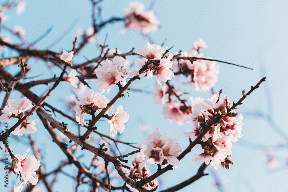 Beautiful almond tree flowers on a branch in the tree with blue sky behind Beautiful almond tree flowers on a branch in the tree with blue sky behind