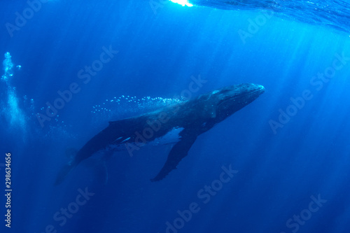 Humpback whales in Kingdom of Tonga © Krzysztof Bargiel