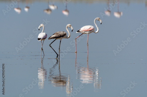 Fotografie Fenicotteri rosa nelle saline di Cervia