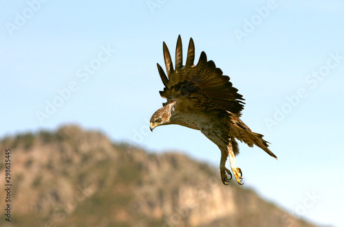 Bonelli´s Eagle, Aquila fasciata photo