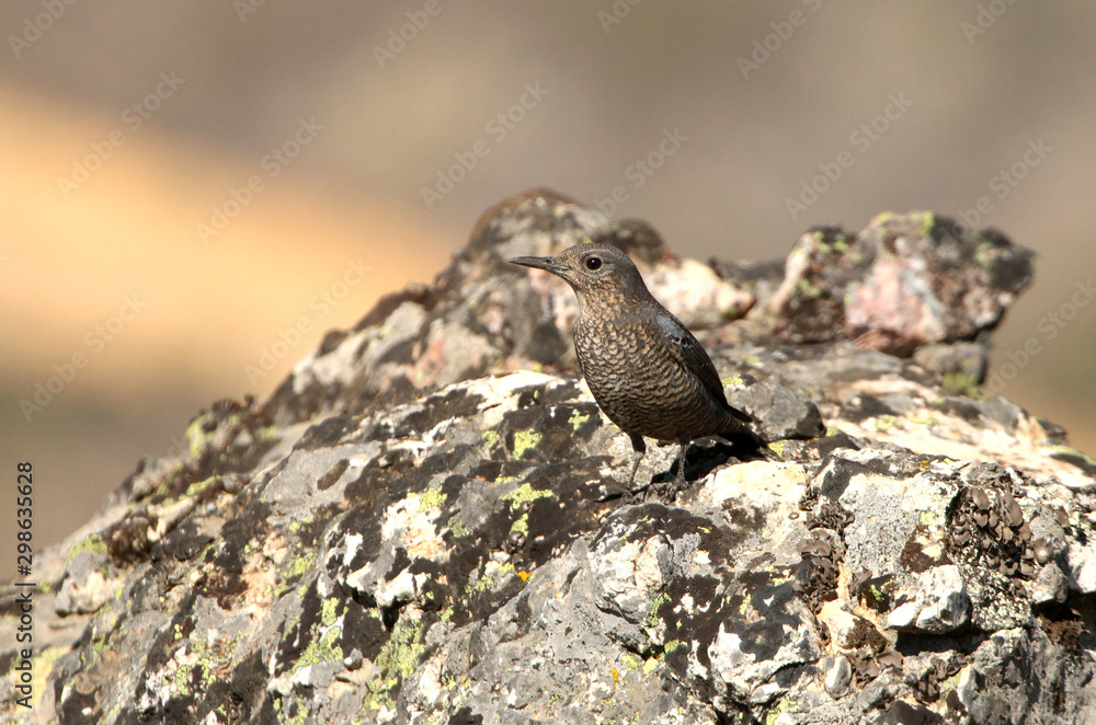 Female of Blue rock thrush, Monticola solitarius Female of Blue rock thrush, Monticola solitarius