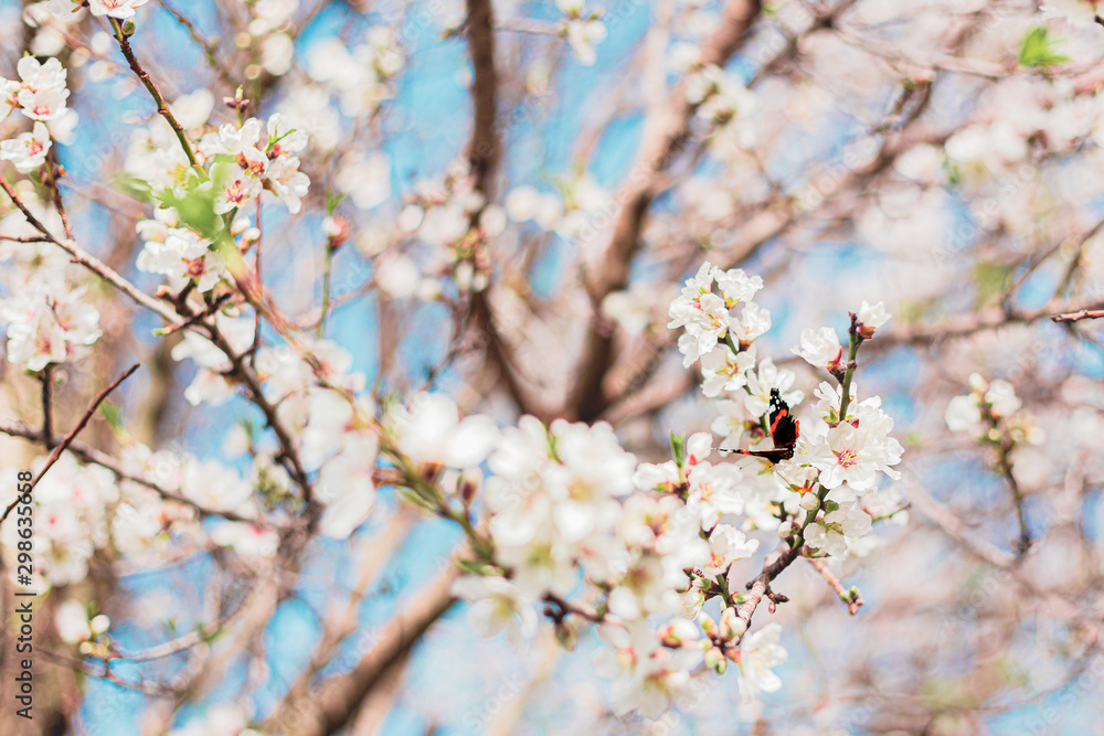 Beautiful butterfly and almond tree flowers on a branch in the tree with blue sky behind Beautiful butterfly and almond tree flowers on a branch in the tree with blue sky behind