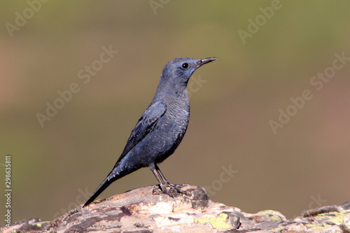 Blue rock thrush, Monticola solitarius, birds © Jesus