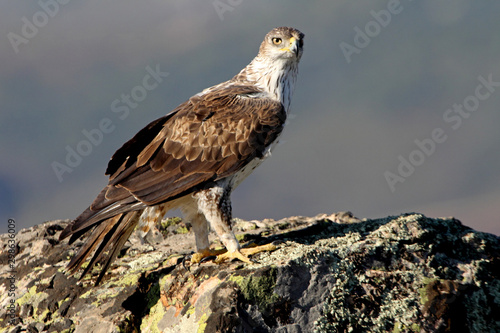 Bonelli´s Eagle, Aquila fasciata