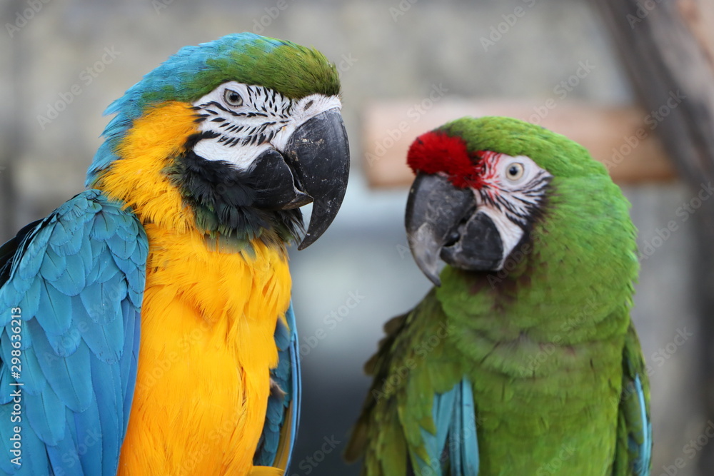 A pair of macaw parrots on a branch.