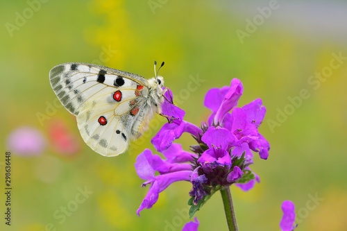 Obraz na płótnie Parnassius apollo