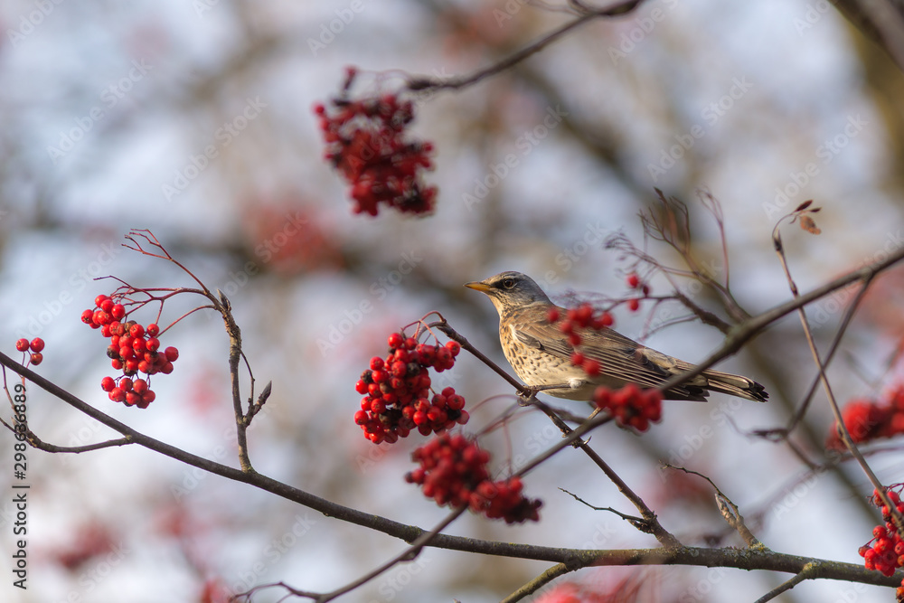 snowbird on rowan tree snowbird on rowan tree