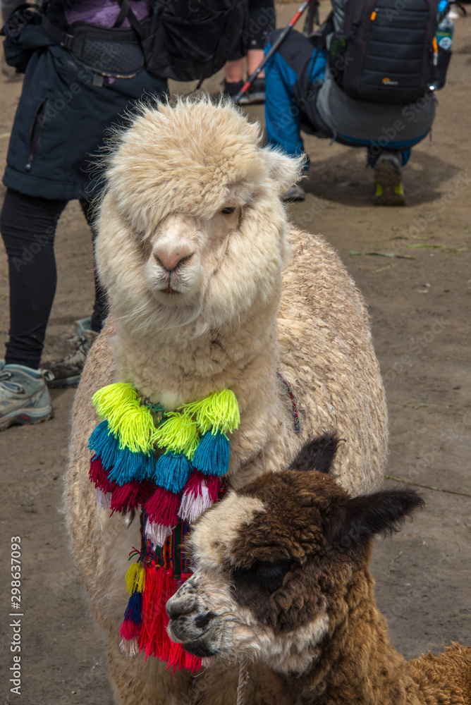 Funny alpaca are waiting for tourists for foto Funny alpaca are waiting for tourists for foto